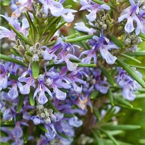 Meet your Posher, Ramira